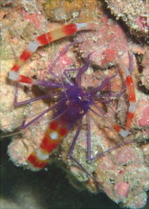 バイオレットボクサーシュリンプ