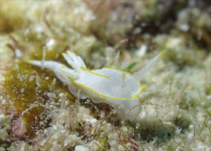 コトヒメウミウシ