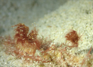 フィコカリスシムランス