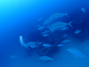 ヒレナガカンパチの群れ