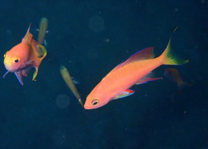 フチドリハナダイ性転換中