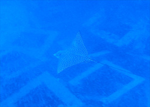 マダラトビエイ