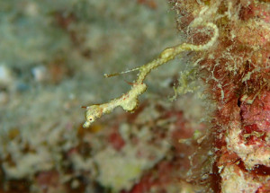 ピグミーシードラゴン