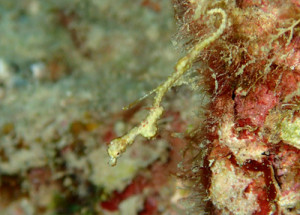 ピグミーシードラゴン