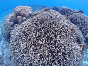 ユビエダハマサンゴ