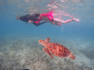 海がめシュノーケル