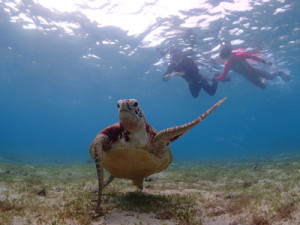 ウミガメシュノーケル