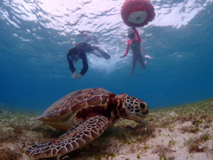 ウミガメシュノーケル