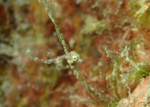 ピグミーシードラゴンｙｇ