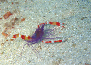 バイオレットボクサーシュリンプ