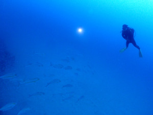 ヒレナガカンパチとゲスト