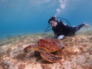ウミガメ体験ダイビング