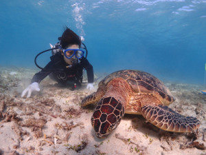 ウミガメ体験ダイビング