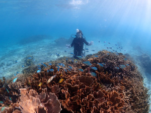 サンゴとデバスズメダイ
