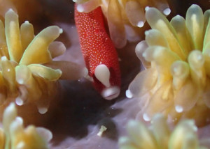 チンヨウジウオ