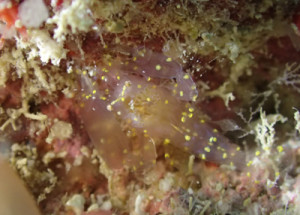 ホヤカクレエビｓｐ