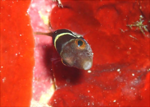 シマキンチャクフグｙｇ