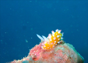 イガグリウミウシ