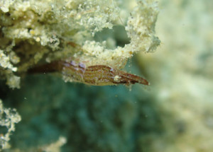 ヒラツノモエビ属の一種