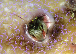 カンザシヤドカリ