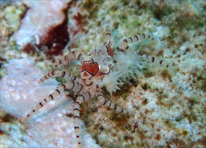 キンチャクガニ