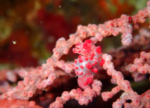 ピグミーシーホース