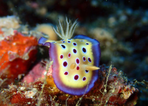 オトヒメウミウシ