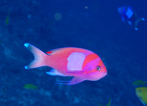 スミレナガハナダイ