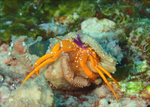 ティーダゼブラヤドカリ