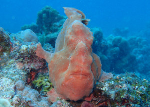 オオモンカエルアンコウ