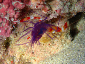 バイオレットボクサーシュリンプ