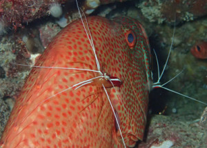 アザハタとアカシマシラヒゲエビ