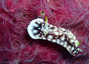 キカモヨウウミウシ