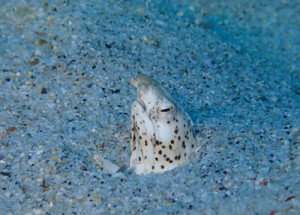 ミナミホタテウミヘビ