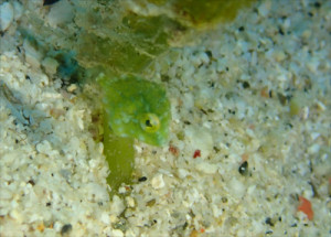 セダカカワハギｙｇ