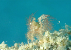 フィコカリスシムランス