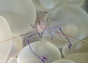 バブルコーラルシュリンプ