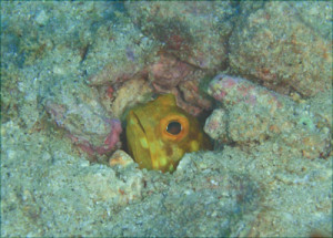 アゴアマダイ科の一種