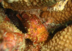 エナガカエルアンコウ