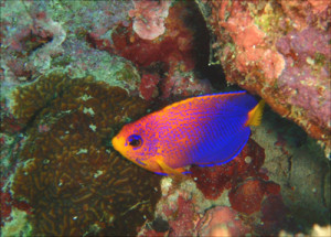 レンテンヤッコ