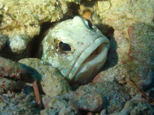 ジョーフィッシュ