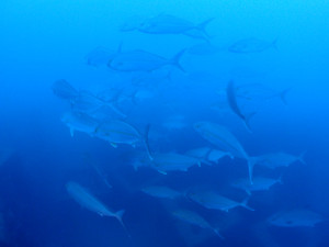 ヒレナガカンパチの群れ
