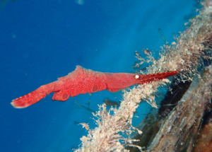 トガリモエビsp