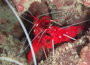 ホワイトソックス（シロボシアカモエビ）