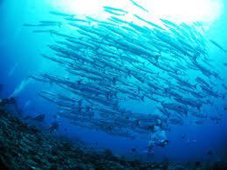 バラクーダトルネード