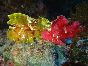 ハダカハオコゼ