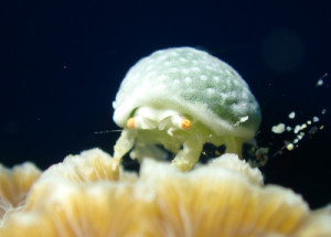 ユキンコボウシガニ