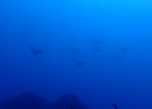 マダラトビエイの編隊