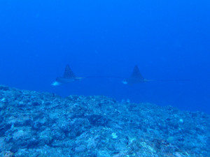 マダラトビエイ