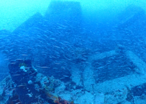 キビナゴの群れ